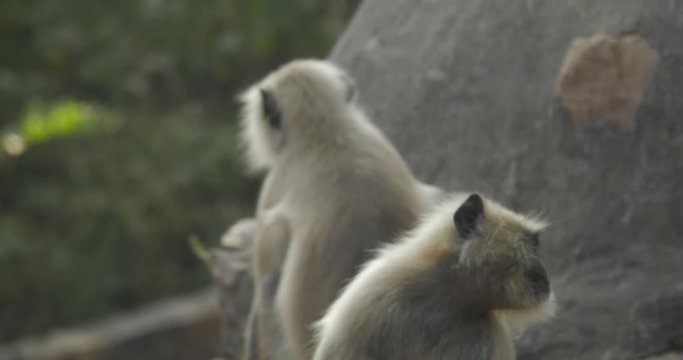 Two monkeys sit on a rock