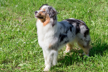 Cute australian shepherd puppy is standing on a green grass in the park. Pet animals.