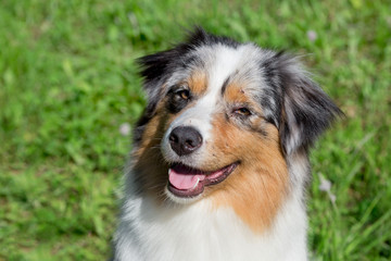 Portrait of cute australian shepherd puppy. Pet animals.