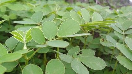 background of green leaves