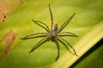 The little spider