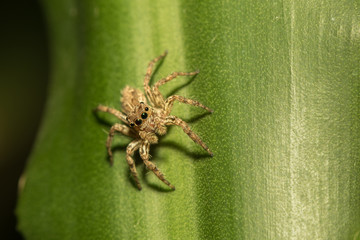 The little spider