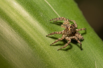The little spider