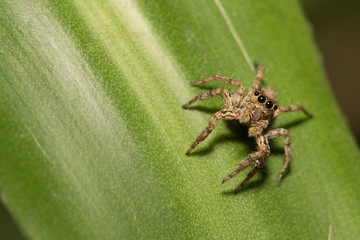 The little spider