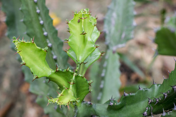 Prickly green cactus.