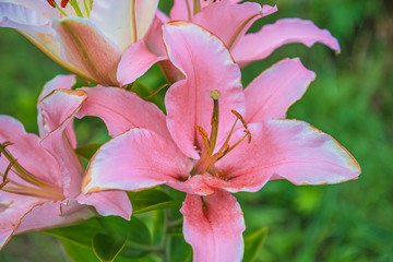 Beautiful pink lily flowers close up