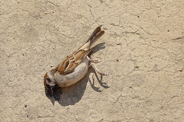 The corpse of a sparrow who died from an unknown disease.