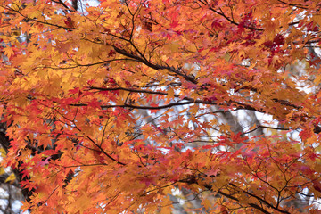 Maple leafs red and yellow on tree in autumn season.