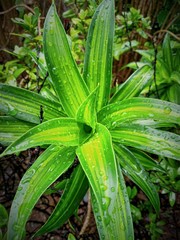 Obraz premium green plant in the garden with rain drops
