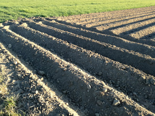 Plowed agricultural land, furrows. Rural landscape to the horizon without sowing and cereal, grain. Contrast of dry and fresh field, green and brown, plants and emptiness, lines smooth. Groove.