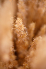 Fototapeta premium A soft neutral abstract background of a seed head macro.
