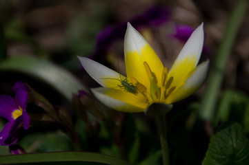 Obraz premium Yellow flower and insect in the park