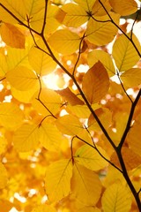 Autumn forest background. Autumn foliage. Bright yellow leaves in the sun. 