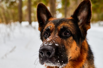 Dog German Shepherd in a winter day