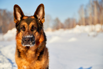 Dog German Shepherd in a winter day