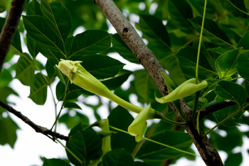 The blooming canna still does not fall to the ground.