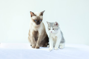 Fototapeta premium portrair of two kittens are siiting on white background and looking at food.