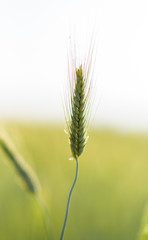 Spikelet of wheat very close up against the sky.