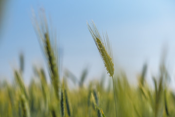 Spikelet of wheat very close up against the sky.