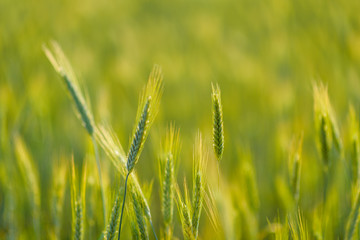 Fototapeta premium Spikelet of wheat very close up against the sky.