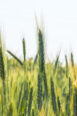 Spikelet of wheat very close up against the sky.