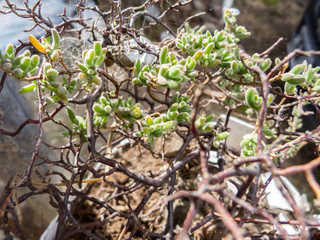 Details of juicy green leaves