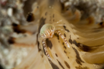 Porcelain crabs, Porcellanidae on a Sea Pen