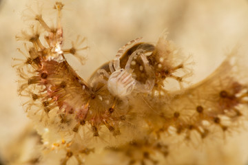 Porcelain crabs, Porcellanidae on a soft coral