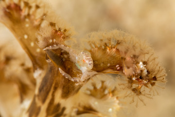 Porcelain crabs, Porcellanidae on a Sea Pen