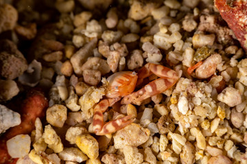 Porcelain crabs, Porcellanidae in the sand