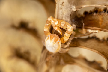 Porcelain crabs, Porcellanidae on a Sea Pen