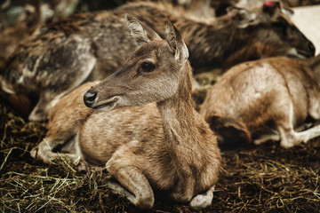 young deer portrait in forest