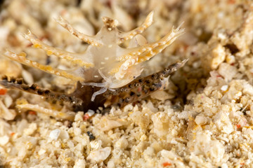 Porcelain crabs, Porcellanidae on a Sea Pen