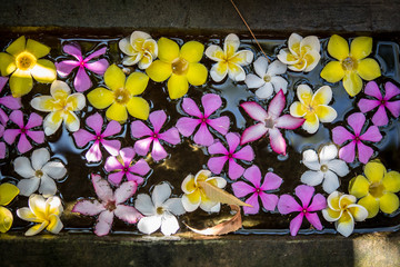 Obraz na płótnie Canvas flowers floating in a bowl of water