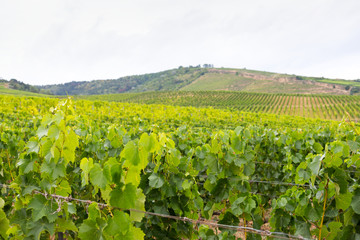 Vineyard in Tokaj, Hungary