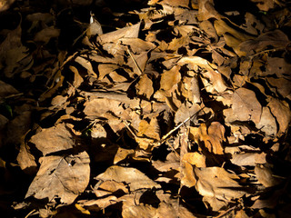 Floor full of golden fallen leaves