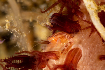 Porcelain crabs, Porcellanidae on a soft coral