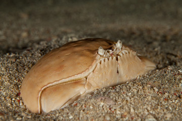 Giant Box crab,Shame-faced crab,, Calappa calappa