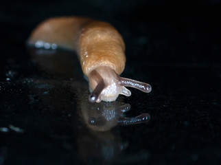 slug slowly crawling over the surface of the glass