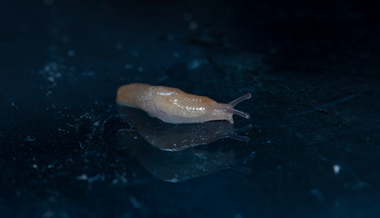 slug slowly crawling over the surface of the glass