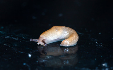 slug slowly crawling over the surface of the glass
