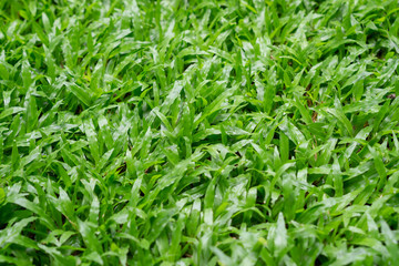 Backgrounds Green lawn Wet rain