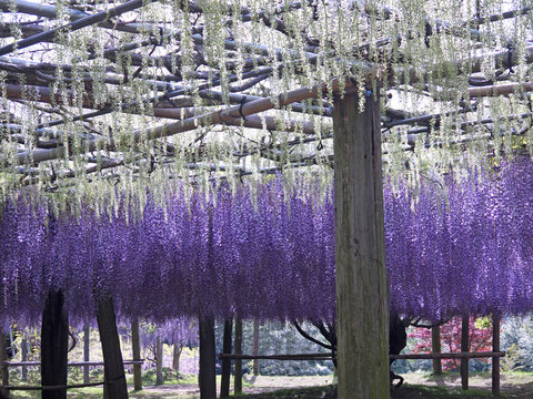 Beautiful Violet old Japanese wisteria tree flowers hanging on bamboo trellis in the park