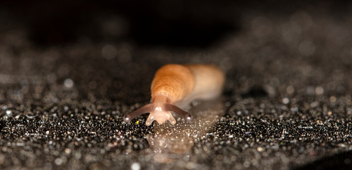 slug slowly crawling over the surface of the glass