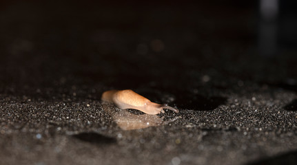 slug slowly crawling over the surface of the glass