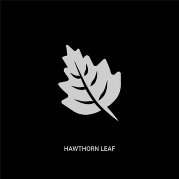 white hawthorn leaf vector icon on black background. modern flat hawthorn leaf from nature concept vector sign symbol can be use for web, mobile and logo.