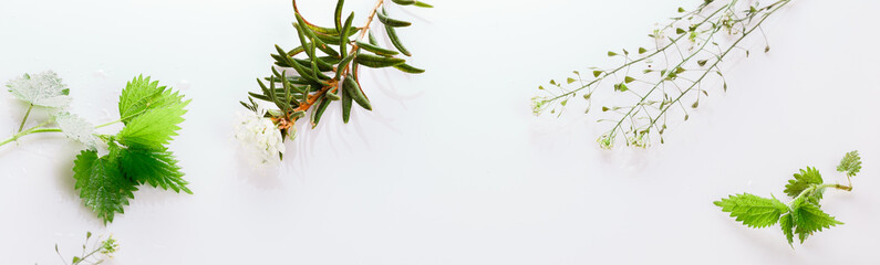 Medicinal herbs, Labrador Tea, wild rosemary, nettle, plantain, shepherd's purse on a white background
