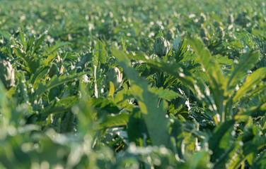 Many artichokes on a bush - Artichoke plantation in Cyprus
