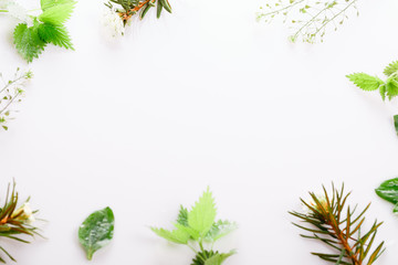 Medicinal herbs, Labrador Tea, wild rosemary, nettle, plantain, shepherd's purse on a white background