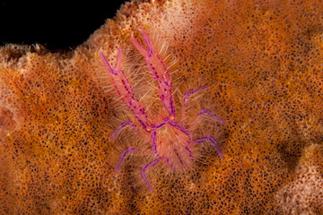 Hairy Squat Lobster or Pink Squat Lobster (Lauriea siagiani), only lives on barrel sponges (Xestospongia)